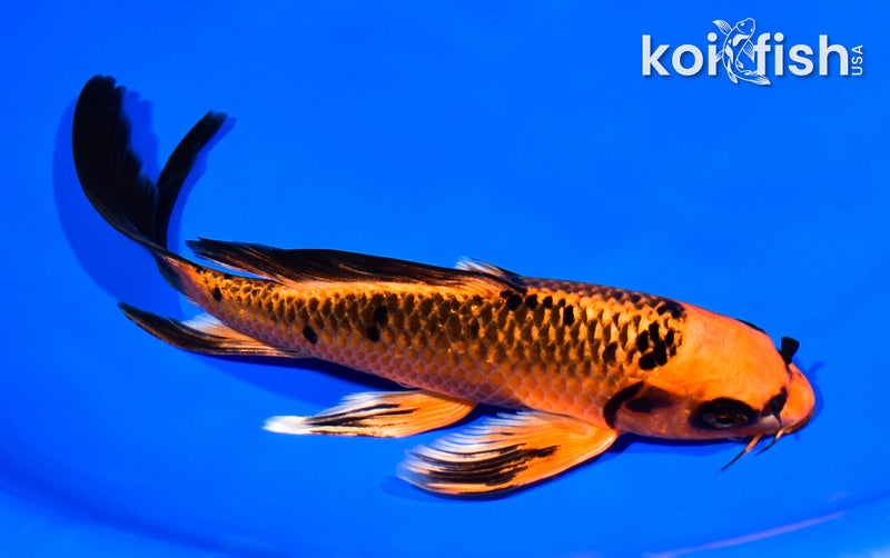 7.5" ORENJI MATSUBA BUTTERFLY