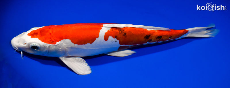 13.75" KIKUSUI