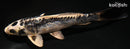 6.25" KIKOKURYU