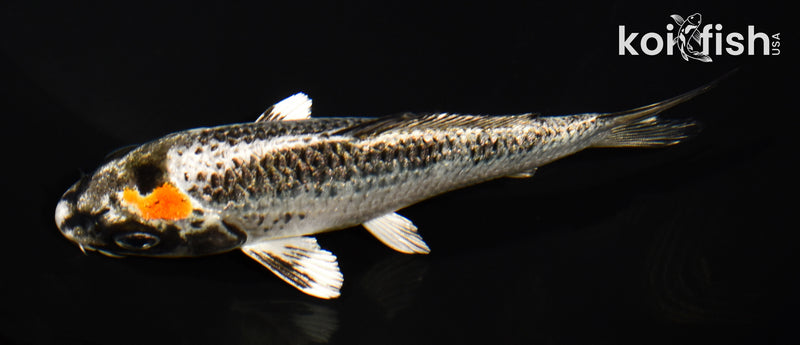 4.75" BENI GINGA