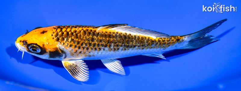 6.25" KUJAKU