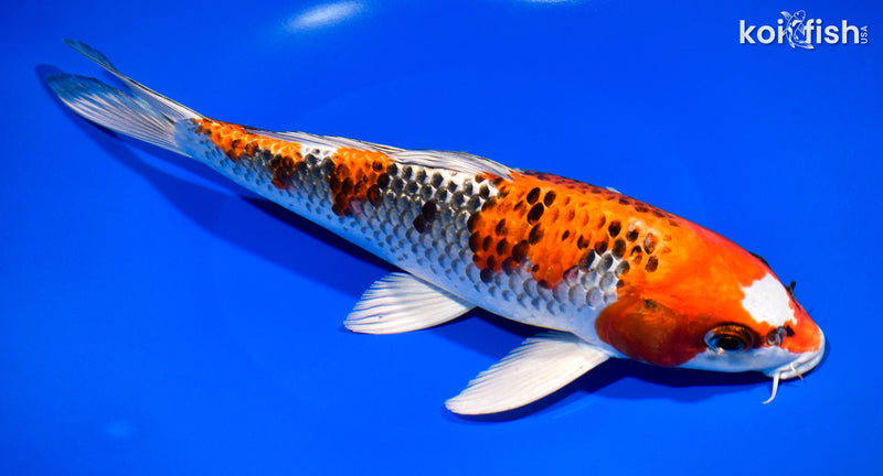 11" KUJAKU