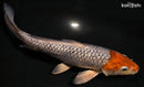9.75" GINRIN HOODED METALLIC OCHIBA SHIGURE