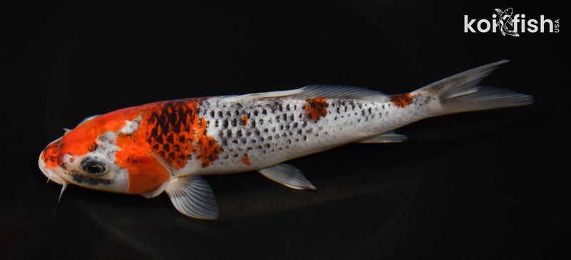 7" GOSHIKI