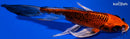 7.5" KUJAKU BUTTERFLY