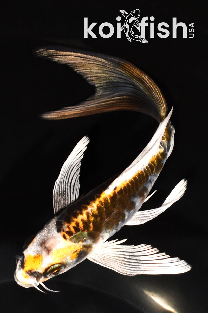 6.5" KIN KIKOKURYU BUTTERFLY