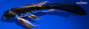 8" BENI KIKOKURYU BUTTERFLY
