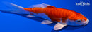5.25" KIKUSUI