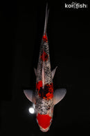 13.25" GOSHIKI