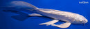 9" GINRIN PLATINUM OGON BUTTERFLY