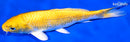 6.75" YAMABUKI OGON