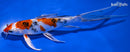 8.5" YAMATO NISHIKI BUTTERFLY