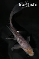 7.25" SORAGOI BUTTERFLY