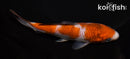 6.25" OCHIBA SHIGURE