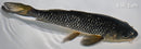8.25" GINRIN MATSUKAWABAKE