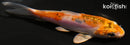 4.25" HEISEI NISHIKI