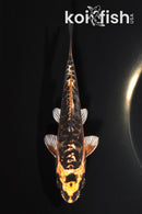 5" ARAGOKE BENI KIKOKURYU