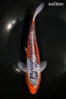 9.25" SHUSUI