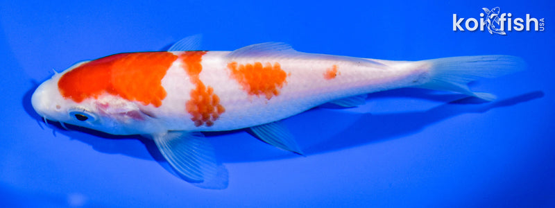 6" KOHAKU