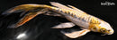 9.5" GINRIN KIN KIKOKURYU BUTTERFLY