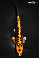 9.5" BENI KIKOKURYU
