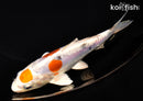 6.5" MARUTEN HEISEI NISHIKI