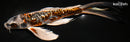 9.25" BENI KIKOKURYU BUTTERFLY