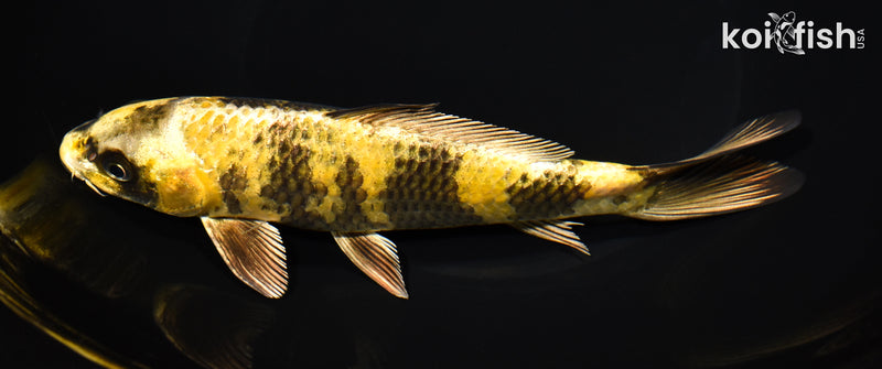 8" KIN KI UTSURI