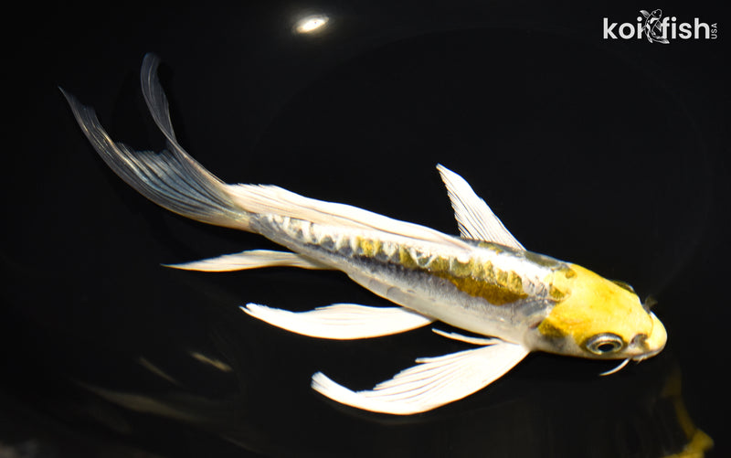 8.75" ARAGOKE KIN KIKOKURYU BUTTERFLY
