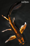9.75" KIN ORENJI MATSUBA BUTTERFLY