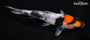 6.5" DOITSU SHOWA