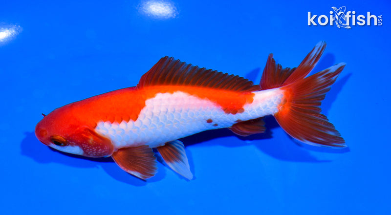 5.75" SARASA WAKIN GOLDFISH
