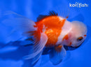 4.5" ORANDA GOLDFISH