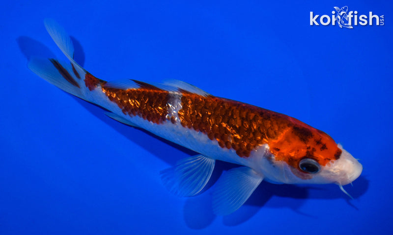 6.75" GINRIN GOROMO