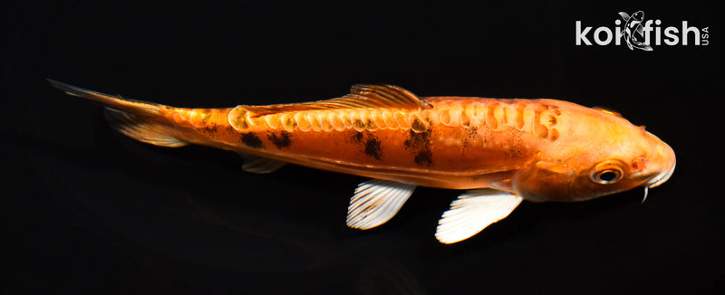 6.25" DOITSU ORENJI BEKKO