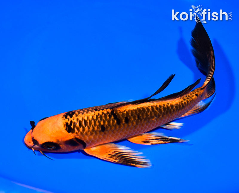 7.5" ORENJI MATSUBA BUTTERFLY