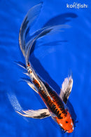 9.5" BENI KIKOKURYU BUTTERFLY