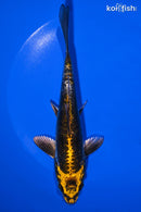 6.5" KIN KIKOKURYU