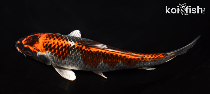 7.75" BENI GINGA