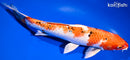 10.75" YAMATO NISHIKI