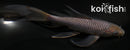 7.25" SORAGOI BUTTERFLY