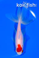 5.75" WATONAI GOLDFISH