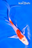 4.5" HARIWAKE BUTTERFLY