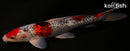 13.25" GOSHIKI