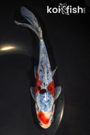 7.25" SHUBUNKIN GOLDFISH