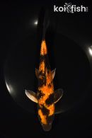 8" GINRIN KIN HI UTSURI