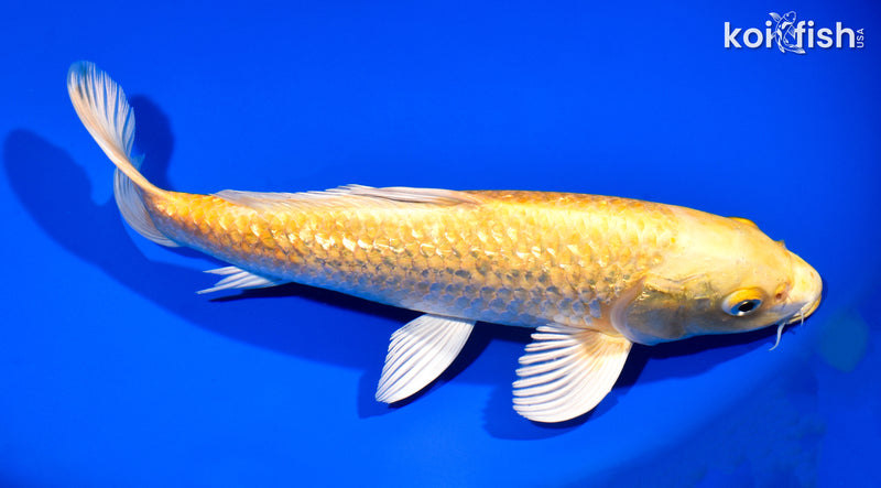 11.75" GINRIN YAMABUKI OGON