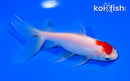 5.75" WATONAI GOLDFISH