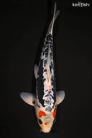 12.5" BENI KUMONRYU