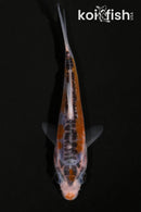4" HI SHUSUI